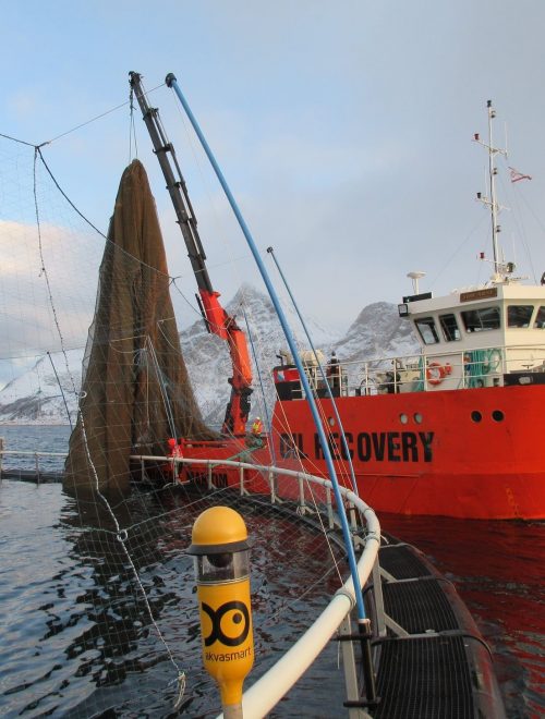 Boreal Maritim utfører oppdrag for havbruk og oppdrettsnæringen.